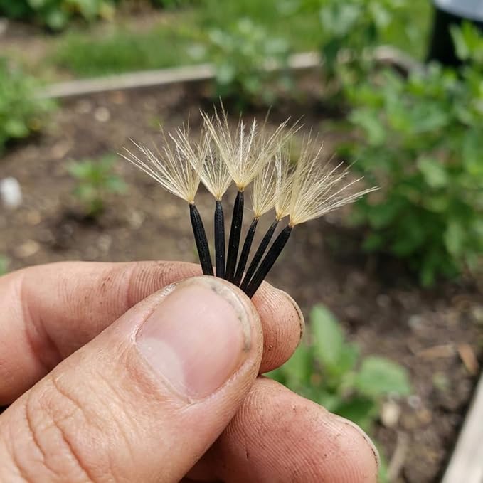 100+ Papalo Seeds – Mexican Herb Papaloquelite (Porophyllum ruderale) – Heirloom Garden Herb Seeds for Outdoor Garden, Raised Beds & Containers