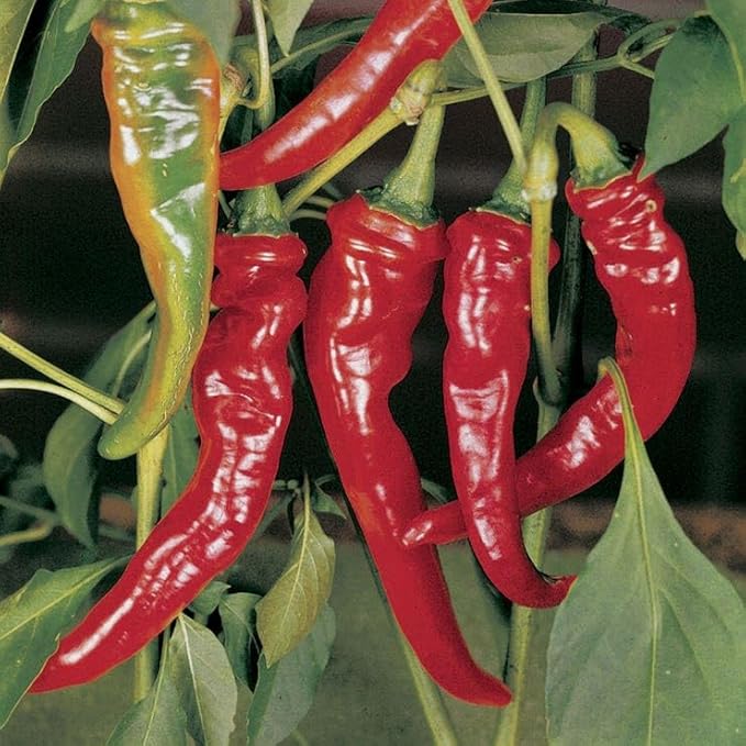 Park Seed Long Red Slim Cayenne Pepper Seeds - Pack of 2500 Seeds, Edible, Perfect for Cuisine, Thrives in Zones 8-11, 18 Inches Tall, 16 Inches Wide
