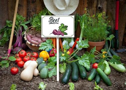 Boylee Vegetable Signs With Stake Ripe Red Beets Garden Signs For Vegetables Herb Garden Signs Garden Name Stakes For Plants 8x12inch Outdoor Indoor Herbs Flowers Potted Plants