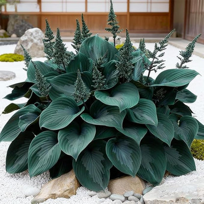 170+ Mix Hosta Seeds for Planting - Perennial Shade Garden Plant Seeds