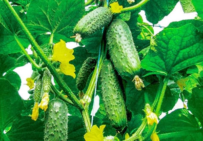 Seeds Self-Pollinated Cucumber Market/Indoor / 38 Days/Non GMO/Hybrid