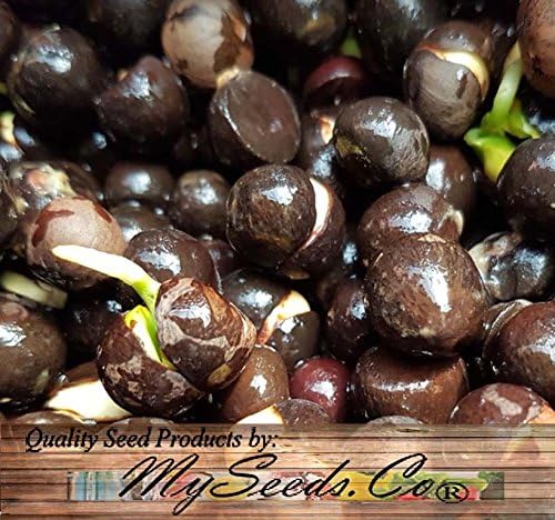 Big Pack - (25) Tea Plant Seed - Camellia sinensis - Edible Flower Seeds (Big Pack - Tea Plant)