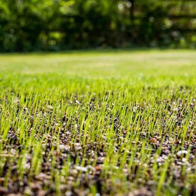 Envy Turf Type Tall Fescue Grass Seed (10 lbs) - 100% Weed Free - Drought Tolerant - Disease Resistant - Non-Returnable