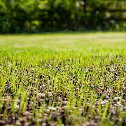 Envy Turf Type Tall Fescue Grass Seed (50 lbs.) - 100% Weed Free - Drought Tolerant - Non-Returnable