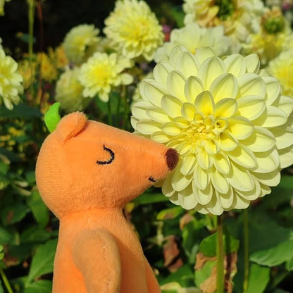 Mix Dahlia Seeds for Planting, 400pcs Rare Perennial Garden Dahlia Flower Seeds Non-GMO Heirloom Flower Plants, Beauty Home Garden for Outdoors