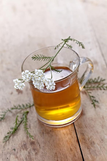 Yarrow White 10,000 Seeds (Achillea millefolium) - Heirloom - Open Pollinated - Native Flower Seeds for Planting - Attracts Pollinators - Drought Tolerant