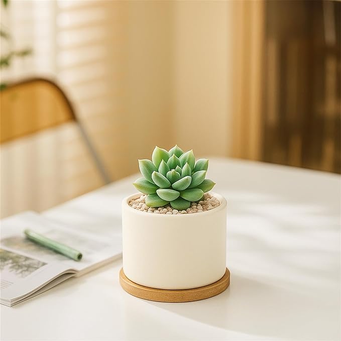 ZOUTOG Succulent Pots 3.15 Inch,4 Pack Succulent Planters,Small Pots for Plants with Drainage and Tray,White Ceramic Flower Planters for Indoor Plants,Home,Office,Desk