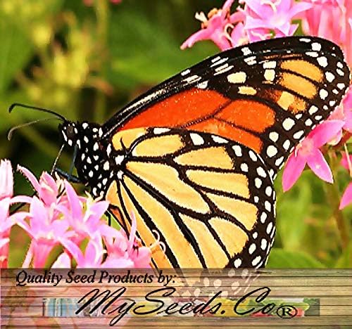 Big Pack - (1,000) Pink Common Milkweed Seeds, Asclepias syriaca (Big Pack Common Milkweed)