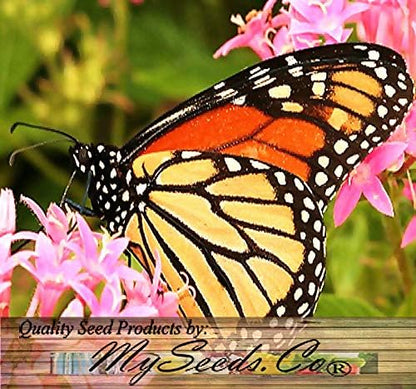 Big Pack - (1,000) Pink Common Milkweed Seeds, Asclepias syriaca (Big Pack Common Milkweed)