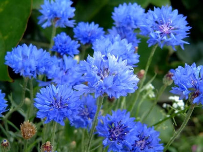 Seeds Blue Cornflower 200+ Seeds for Planting Bachelor’s Buttons Annual Flower Non-GMO