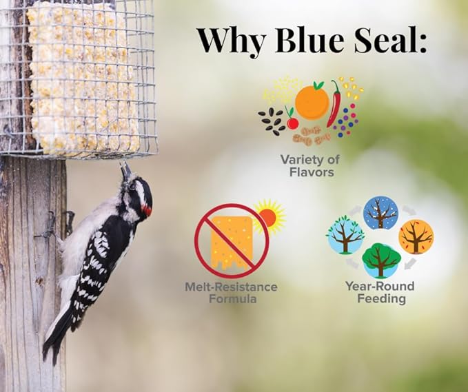 Blue Seal Nut Feast Suet Cakes for Wild Birds | No Mess Suet Feed with Variety of Nuts | Food for Woodpeckers, Cardinals, Siskins & Sparrows | Use with Suet Feeder | 11oz Seed Cake (6 Variety Pack)