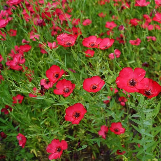 Outsidepride Scarlet Flax Seeds - 5 lbs Annual Flower Seeds for Planting, Self-Seeding, Drought-Tolerant w/Compact Growth, for Small Gardens, Meadows, Borders, or Mass Plantings