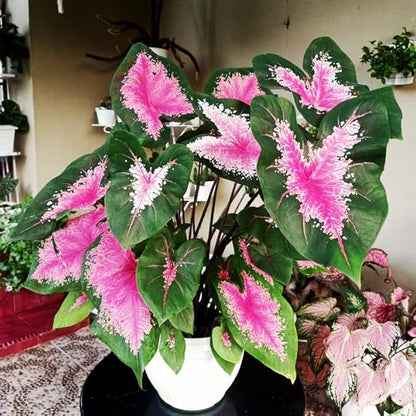200Pcs Mix Caladium Seeds for Planting for Planting-Non-GMO Heirloom Plant Seeds Garden Outdoor