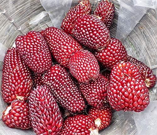 Seeds Vegetable Ornamental Corn Red - 10 Seeds