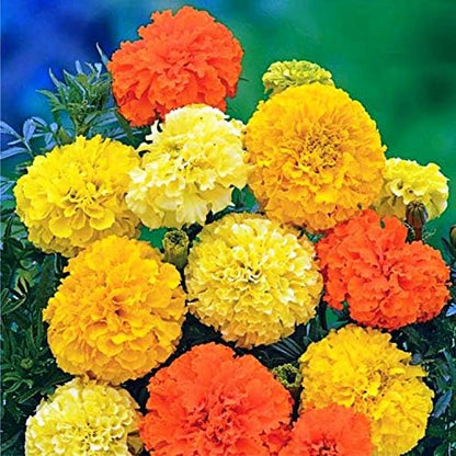 Seeds Flowers Mexican Marigold Cool Mix Annual - 250 Seeds