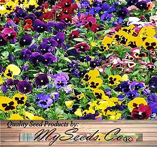 Big Pack - Pansy, Mixed Flower Seed (4,000 Seeds) - Viola wittrockiana 'Swiss Giants' - Edible Flower Seeds (Big Pack - Pansy Mix)