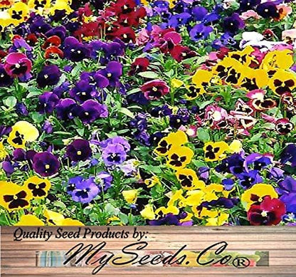 Big Pack - Pansy, Mixed Flower Seed (4,000 Seeds) - Viola wittrockiana 'Swiss Giants' - Edible Flower Seeds (Big Pack - Pansy Mix)