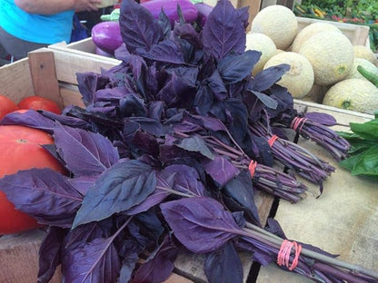 Seeds Basil Purple Leaf Opal Indoor Vegetable for Planting Heirloom Non GMO - 500 Seeds