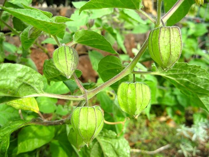 TomorrowSeeds - Hawaiian Giant Poha Berry Seeds - 200+ Count - for 2026 Planting Physalis Peruviana Goldenberry Peruvian Ground Cherry Cape Gooseberry Pichuberry Inca Tomatillo Fruit Grow Your Own