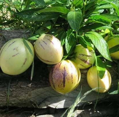 25pcs Pepino Melon Seeds Solanum Muricatum Fruit Seeds