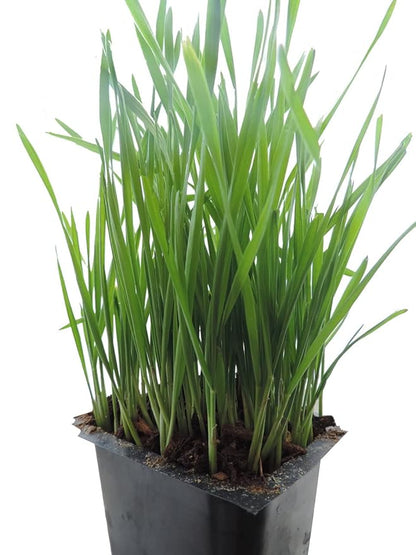 Todd's Seeds - Hard Red Wheatgrass - 5 Lb's - Sprouting Wheat Grass Seeds for Sale - Plant & Grow Wheatgrass, Flour, Grain & Bread - Wheatgrass Juice - Excellent Germination - Sprouting Seeds - Sprouted Wheat