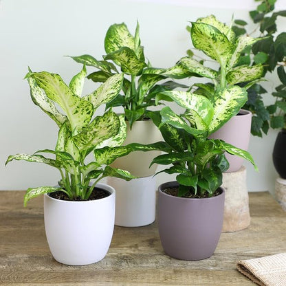 Gardenera Premium DIEFFENBACHIA Potting Soil Mix - Ideal for Growing Robust and Healthy Dieffenbachia - 5 Quart