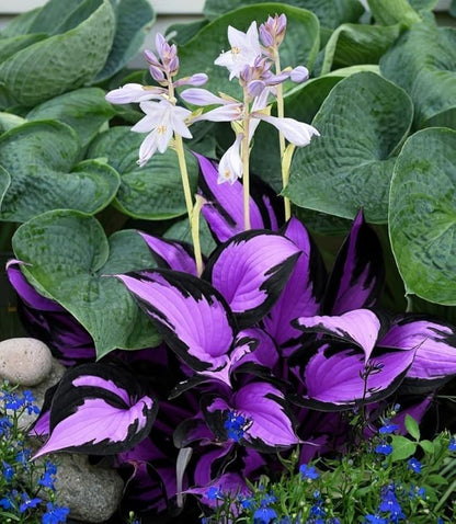 305+ Hosta Seeds for Planting - Beautiful, Bold Foliage for Garden Borders and Shaded Areas - Hardy Perennials, Non-GMO Heirloom Seed