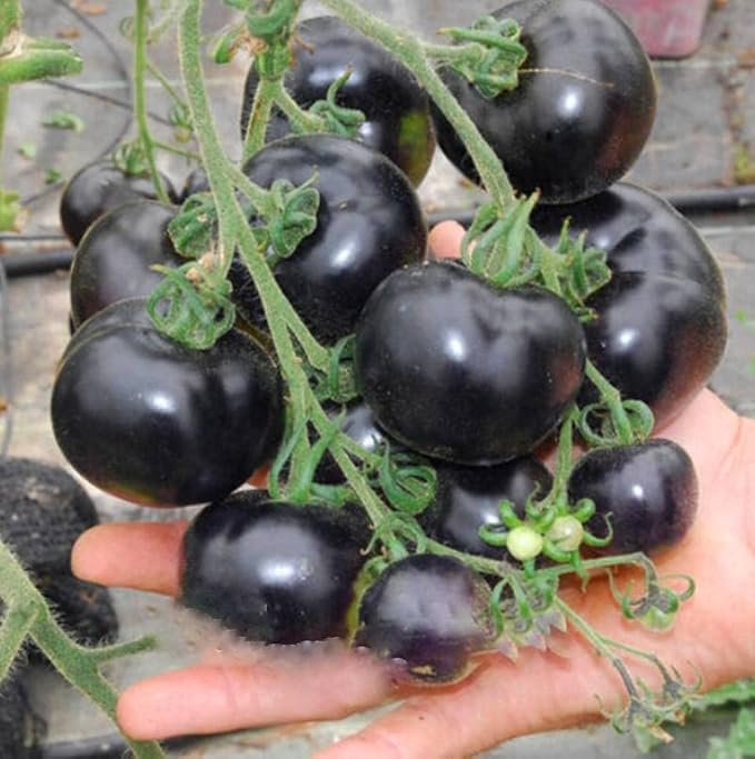 Seeds Indigo Rose Cherry Tomato/Indeterminate Type/Non GMO/Heirloom