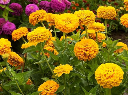 Yellow Zinnia Seeds - 100 Heirloom Seeds for Planting Zinnia elegans - Grow Annual Open Pollinated Flowers for a Butterfly Garden