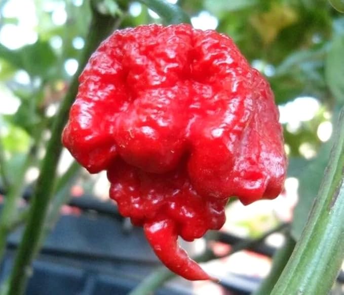 100PCS Carolina Reaper Chili Pepper Seeds Hot Pepper Vegetable Seeds Heirloom