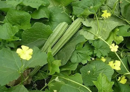 30+ Long Angled Luffa & Gourd Smooth Luffa Seeds Vegetable Fruit Seed Edible Tropical Vegetable Garden Asian Luffa