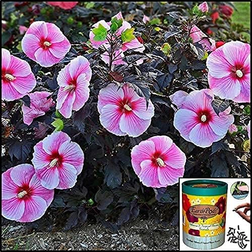 EarthPods® Premium Hibiscus Fertilizer Capsules (100 Count) Tropical Plant Food Spikes | Specialized Bio Nutrients for Plumeria & Bougainvillea (Organic + Vegan + Made in USA)