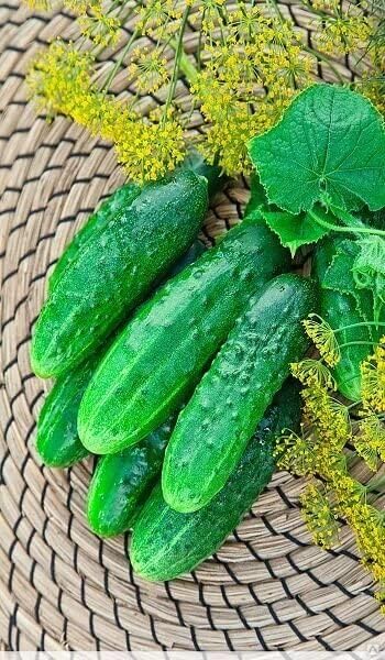 Seeds Self-Pollinated Cucumber Firm Secret F1 40 Days for Pickling Indoor Non GMO Hybrid