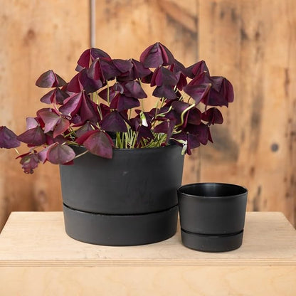 Root & Vessel Majestic Mid-Century Modern Low Profile Cylinder Pot, Matte Black, 10.5"
