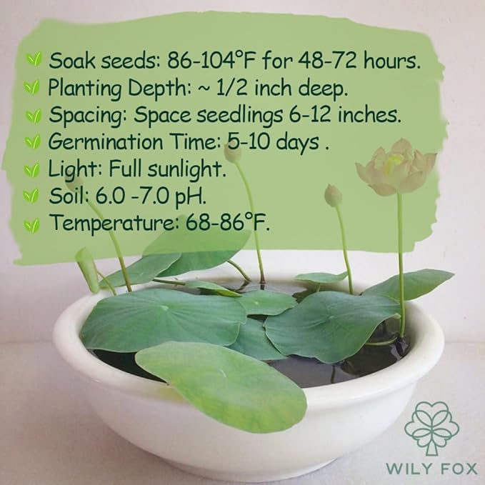 Premium Lotus Seeds for Planting – 15 Pre-Cut Bonsai Lotus Flower Seeds in Water – Non-GMO, Heirloom - Grow Stunning Lotus Flowers in Ponds & Gardens