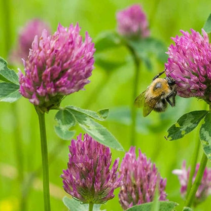 Outsidepride Perennial Red Clover Seeds - 40 lbs. Self-Seeding, Nitrocoated, Inoculated Clover Seeds for Lawn, Yard, Forage, Pasture, Hay, Nitrogen Fixation, Soil Improvement & Crop Rotation Programs