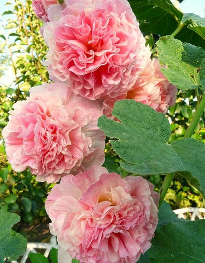 Seeds Hollyhock Double Powder-Pink 40 Seeds for Planting Biennial Flower Alcea Rosea Rose Mallow