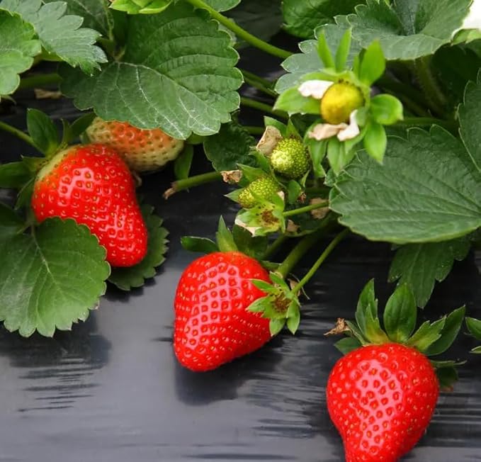 Red Climbing Strawberry Seeds Garden Fruit Seed Sweet and Delicious Everbearing Fruit Plant Home Garden 250Pcs
