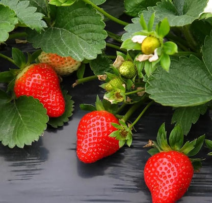 Red Climbing Strawberry Seeds Garden Fruit Seed Sweet and Delicious Everbearing Fruit Plant Home Garden 250Pcs