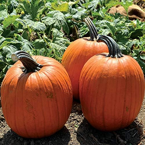 Park Seed Large Marge Hybrid Pumpkin Seeds – Non-GMO, Giant Deep Orange Pumpkins with Blocky Ribbed Shape & Strong Handles, High-Yield Variety for Fall Displays, Pack of 10