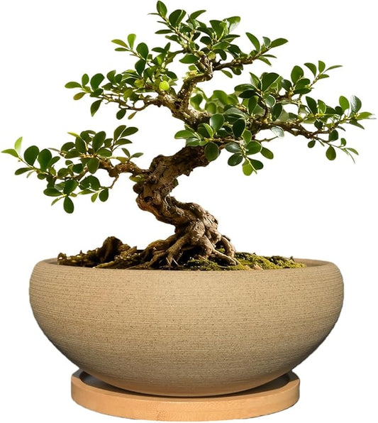 MUZHI Round Unglazed Ceramic Bonsai Pot with Bamboo Tray, Large Rough Pottery Succulent Planter with Drainage Hole 6.5 inch … (6.5")