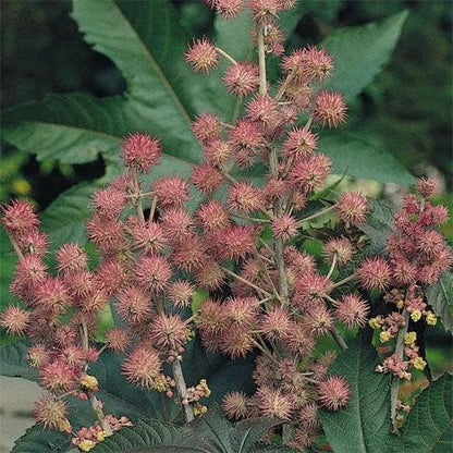 Outsidepride Bright Pink Castor Bean Seeds - 30 Pcs Annual Quick-Growing Tropical Flower Seeds for Planting Vibrant Foliage & Colorful Blooms for Eye-Catching Borders, Gardens & Landscapes