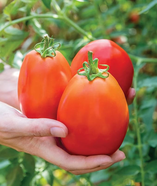 Burpee 'Gladiator',25 Non-GMO Seeds, Hybrid Red Slicing & Paste Delicious Roma Tomato Variety, Indeterminate Seeds for Home Garden