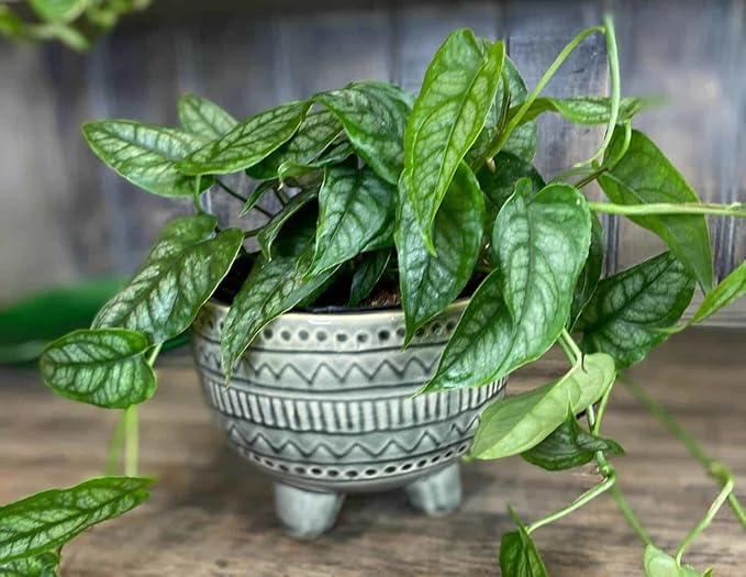 GARDENERA Premium Monstera Siltepecana Matuda Potting Mix - Expertly Crafted for Healthy Growth - 1 Quart