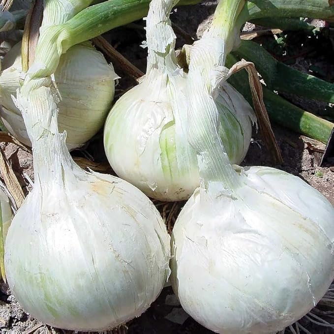 TomorrowSeeds - 3 Colors Mix Onion Sets (Bulbs) - 1 Pound (~100 Sets) - Fresh Crop, Stored Cold, for 2026 Planting Yellow, Red, White, Excellent Storage Noon Intermediate Intermediate Day