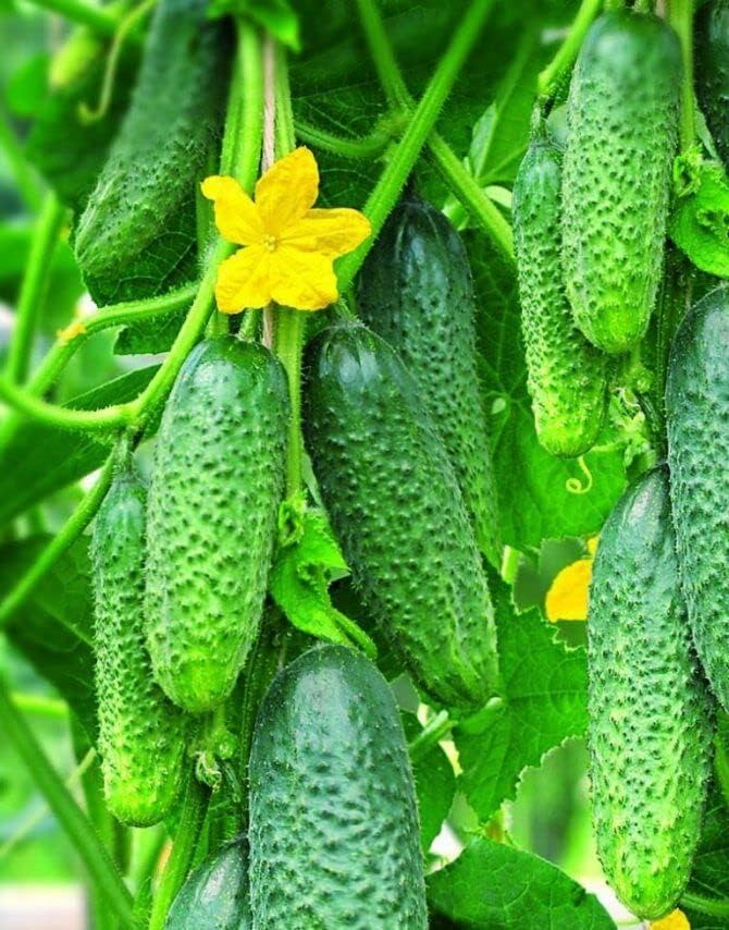 Seeds Self-Pollinated Cucumber Firm Secret F1 40 Days for Pickling Indoor Non GMO Hybrid