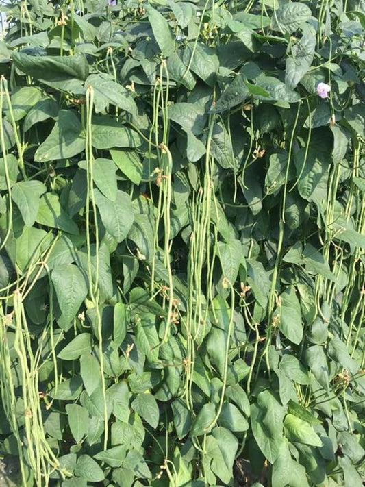 25+ Mixed Yard Long Bean Seeds Green or Purple Red Asian Chinese Long Bean Vegetable Garden Planting