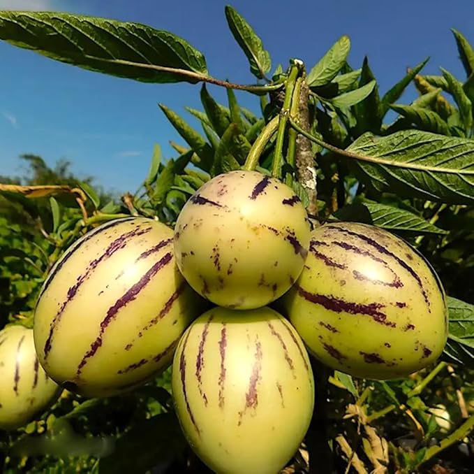 25pcs Pepino Melon Seeds Solanum Muricatum Fruit Seeds