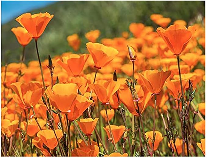 California Dreaming Mix of California Poppy Seeds .- Approximately 6,000 Seeds - Non GMO