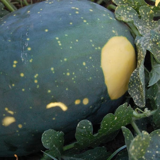 Plant Good Seed Organic Moon and Stars Yellow Watermelon Seeds - Pack of 20, Heirloom Seeds for Planting Fruits, Vegetables - Gardening Supplies, Fruit, Vegetable Garden - Non-GMO, from USA
